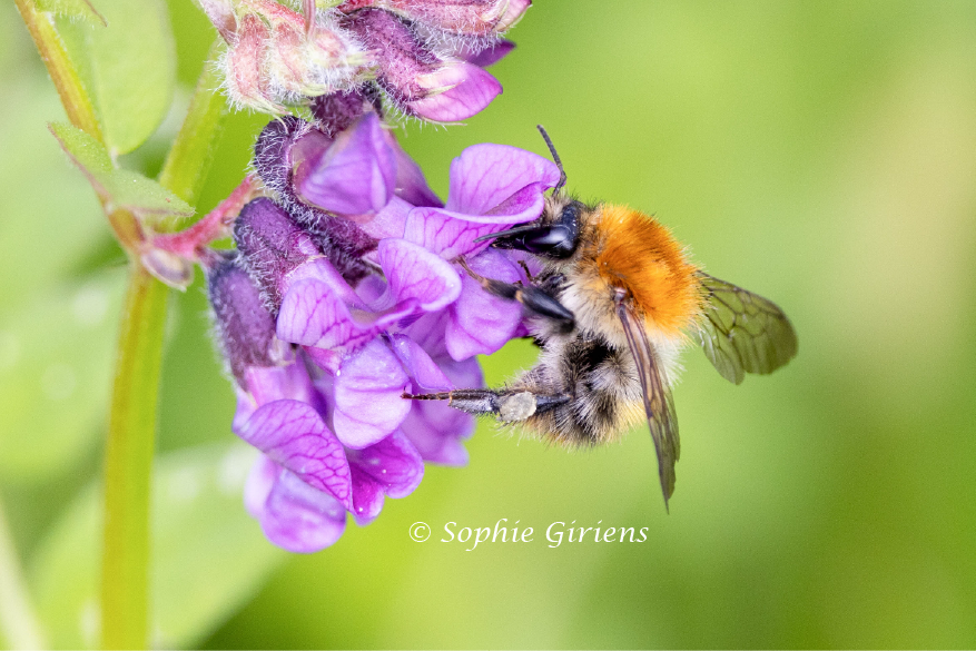 Le Bourdon des champs (Sophie Giriens)
