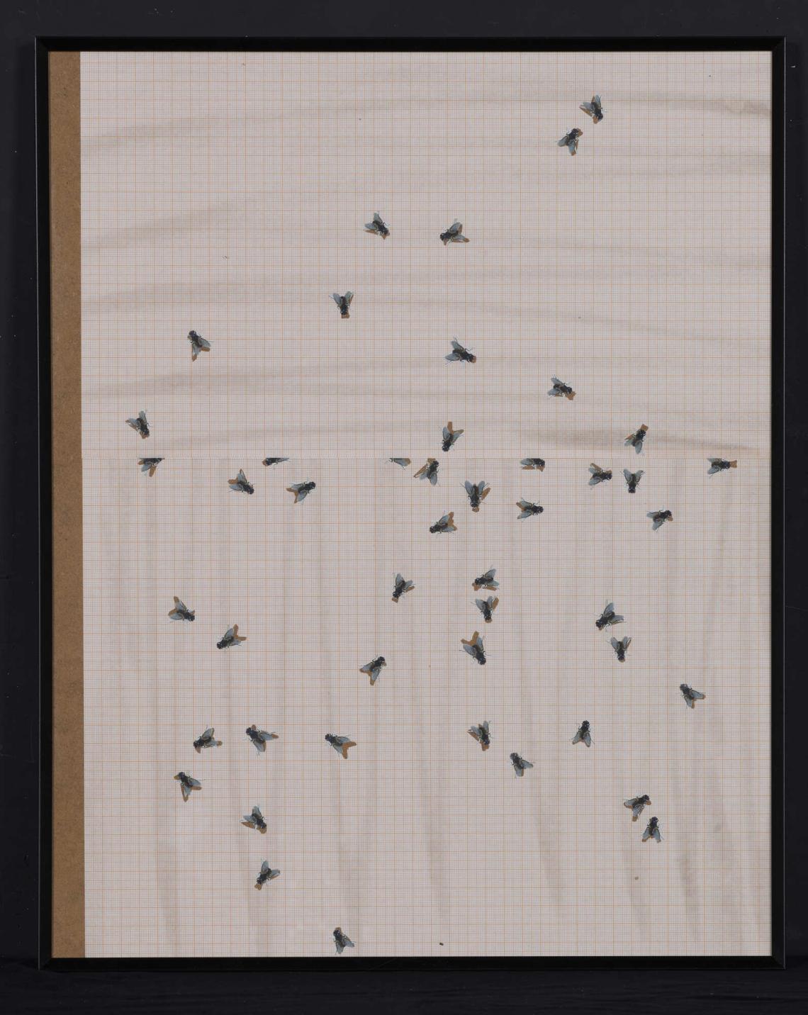 Marie Gyger, Les mouches