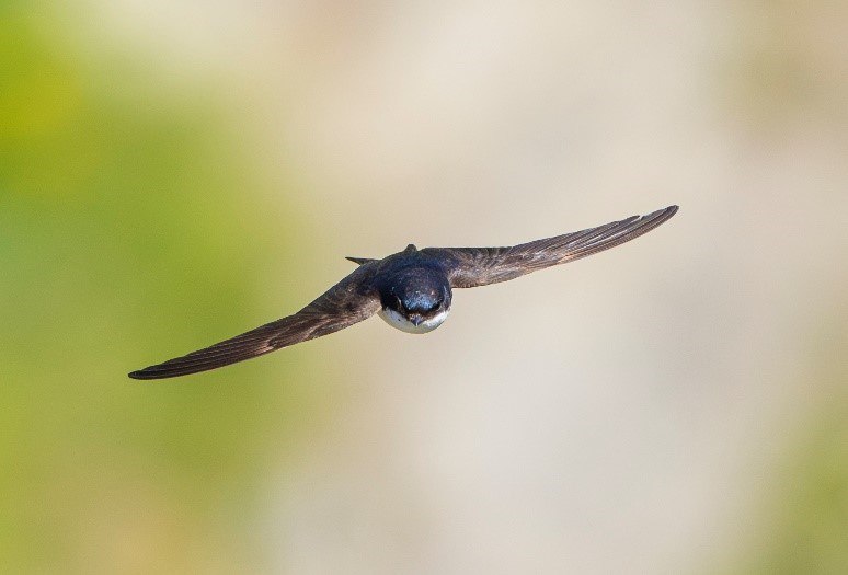 Mehlschwalbe